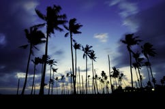 Extracto de la imagen y empañado Palmera hermosa de la silueta durante hora azul foto de archivo libre de regalías Extracto de la imagen y empañado Palmera hermosa de la silueta durante hora azul foto de archivo libre de regalías