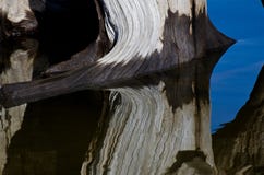 Extracto de la naturaleza - madera de deriva que refleja en el agua imagenes de archivo Extracto de la naturaleza - madera de deriva que refleja en el agua imagenes de archivo