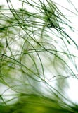 Extracto de las plantas Extracto de las plantas
