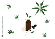 Extracto Puro De Aceite De Cannabis O Vectores De Flores Y Hojas De Marihuana Aislados En Fondo Blanco Para Tratamiento Medico Ep Stock De Ilustracion Ilustracion De Floral Crisol