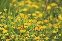 Extrahieren Sie und verwischt Hintergrund von Frühlingsgelbblumen lizenzfreie stockfotos Extrahieren Sie und verwischt Hintergrund von Frühlingsgelbblumen lizenzfreie stockfotos