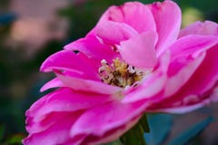 Extraordinarily pink royalty free stock image Extraordinarily pink royalty free stock image