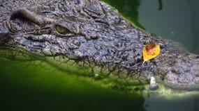 Extreem Close-up van Alligator in Water het Kijken royalty-vrije stock afbeelding Extreem Close-up van Alligator in Water het Kijken royalty-vrije stock afbeelding