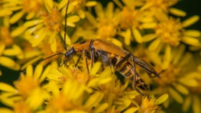 Extreme close up macro of goldenrod soldier beetle on yellow wildflower royalty free stock photography Extreme close up macro of goldenrod soldier beetle on yellow wildflower royalty free stock photography