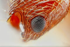 Extreme scherpe en gedetailleerde studie van Myrmica-mierenoog royalty-vrije stock afbeeldingen Extreme scherpe en gedetailleerde studie van Myrmica-mierenoog royalty-vrije stock afbeeldingen