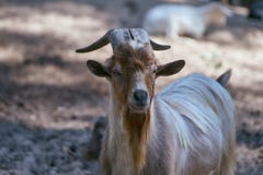 Extured goat with a long brown, gray beard and long horns royalty free stock images Extured goat with a long brown, gray beard and long horns royalty free stock images
