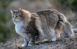 Extérieur femelle de chat norvégien de forêt par temps venteux photo libre de droits Extérieur femelle de chat norvégien de forêt par temps venteux photo libre de droits