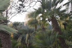 Exhuberant forest of palms royalty free stock photography Exhuberant forest of palms royalty free stock photography
