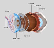 Eye layers stock illustration Eye layers stock illustration
