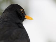 Eye Of A Common Blackbird Stock Photos