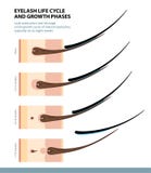 Eyelash Life Cycle and Growth Phases. How Long Do Eyelash Extensions Stay On. Macro Side View. Guide. Infographic Vector