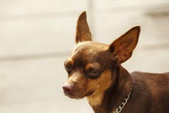 Eyes Brown Dog Looking something interesting royalty free stock photography Eyes Brown Dog Looking something interesting royalty free stock photography