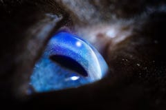 In the eyes of the cat space royalty free stock photo In the eyes of the cat space royalty free stock photo