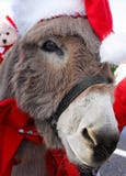 Ezel met de Hoed van Kerstmis stock foto's Ezel met de Hoed van Kerstmis stock foto's