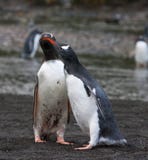 Ezelspinguïn, pingouin de Gentoo, Pygoscelis Papouasie photos libres de droits Ezelspinguïn, pingouin de Gentoo, Pygoscelis Papouasie photos libres de droits