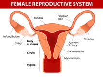 Żeński odtwórczy system ilustracja wektor Żeński odtwórczy system ilustracja wektor