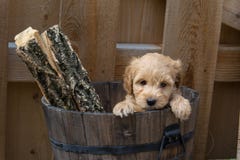 Mini Goldendoodle puppy in a bucket with logs royalty free stock photos Mini Goldendoodle puppy in a bucket with logs royalty free stock photos