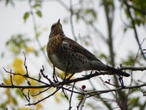 F?gelvissling som sitter p? en filial F?glar matar p? r?nnfrukt i h?st Detaljer och n?rbild fotografering för bildbyråer F?gelvissling som sitter p? en filial F?glar matar p? r?nnfrukt i h?st Detaljer och n?rbild fotografering för bildbyråer