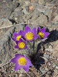f?rsta blommafj?der royaltyfria bilder f?rsta blommafj?der royaltyfria bilder