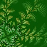 Fabulous Asymmetrical Pattern Of The Leaves On Green Background. Stock Images