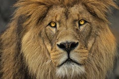 Face Detail Animal Hunter Lion Stock Image