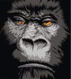 Face of gorilla