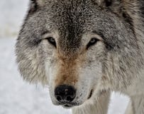 Face Of A Timber Wolf Stock Photo