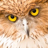 Face Of Owl Stock Photography