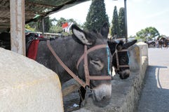 Faces of two donkeys in the paddock royalty free stock image Faces of two donkeys in the paddock royalty free stock image
