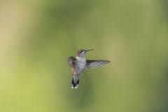 Facing a Juvenile Male Hummingbird stock image Facing a Juvenile Male Hummingbird stock image
