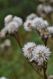 Faded meadow flower royalty free stock photos Faded meadow flower royalty free stock photos