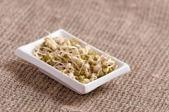 fagioli germogliati Fondo neutrale Cottura dell'alimento sano bianco Fotografia Stock fagioli germogliati Fondo neutrale Cottura dell'alimento sano bianco Fotografia Stock