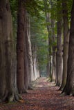 Fairytalebos met met lange bomen en kleurrijke bladeren ter plaatse Royalty-vrije Stock Fotografie Fairytalebos met met lange bomen en kleurrijke bladeren ter plaatse Royalty-vrije Stock Fotografie