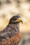 Falco del Harris, unicinctus di Parabuteo L'uccello di prega fotografia stock Falco del Harris, unicinctus di Parabuteo L'uccello di prega fotografia stock