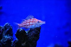 Falco Hawkfish royalty free stock image Falco Hawkfish royalty free stock image