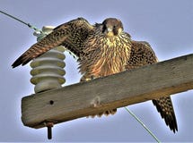 Falco Peregrinus, uitgespreide Peregrine Falcon stock foto's Falco Peregrinus, uitgespreide Peregrine Falcon stock foto's