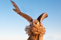 Falcon bird or bird of prey with wing beat and spreaded wings in Abu Dhabi, Arab Emirates