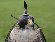 Falcon Head Royalty Free Stock Photo Falcon Head Royalty Free Stock Photo