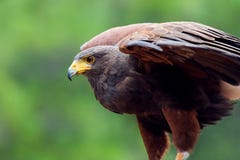 Falke stockbilder Falke stockbilder