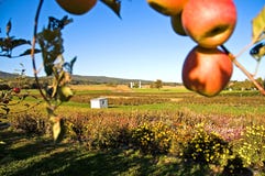 Fall Apples And Farm Royalty Free Stock Photography Fall Apples And Farm Royalty Free Stock Photography