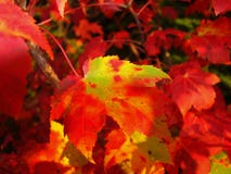 Fall color closeup royalty free stock images Fall color closeup royalty free stock images