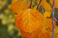 Fall Color Simplicity royalty free stock images Fall Color Simplicity royalty free stock images
