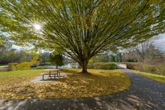 Fall-Farben am Commonwealth See-Park lizenzfreies stockfoto Fall-Farben am Commonwealth See-Park lizenzfreies stockfoto