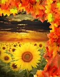 Fall Field With Sunflowers Stock Image