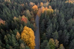Fall foliage of boreal forest and a road between the trees