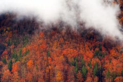 Fall Forest Stock Photos