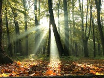 fall forest with sun rays through the trees royalty free stock images fall forest with sun rays through the trees royalty free stock images