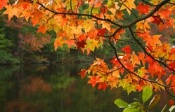 Fall Leaves Royalty Free Stock Images Fall Leaves Royalty Free Stock Images