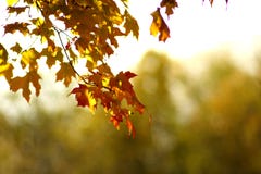 Fall Leaves Stock Photography Fall Leaves Stock Photography