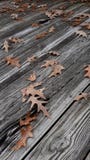 Fall leaves royalty free stock image Fall leaves royalty free stock image